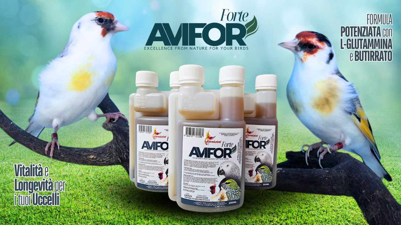 avifor forte