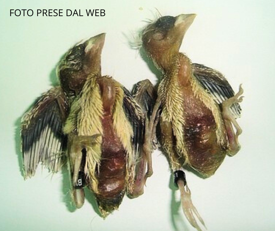 Mortalità dei Nidiacei nei Passeriformi Ornamentali: Cause Infettive e Meccanismi Patologici.