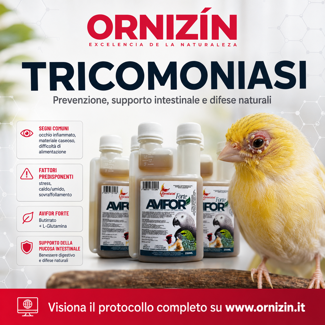 TRICOMONIASI NEGLI UCCELLI ORNAMENTALI